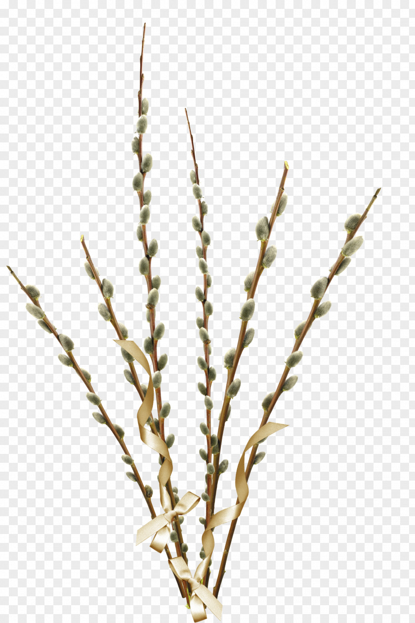 Trout Willow Palm Sunday Clip Art PNG