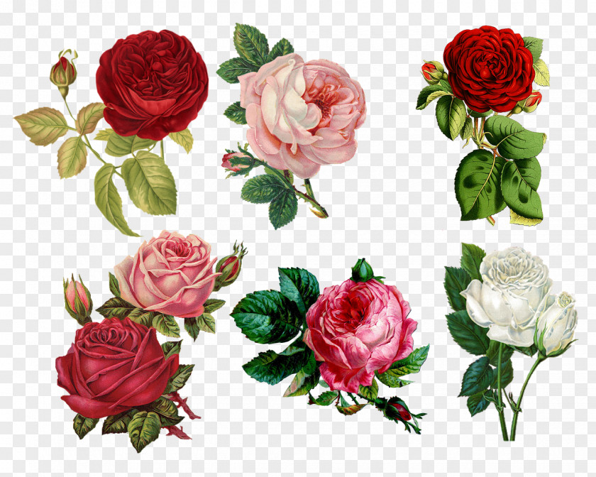 Watercolor Rose IPhone 8 Plus Flower 6 PNG