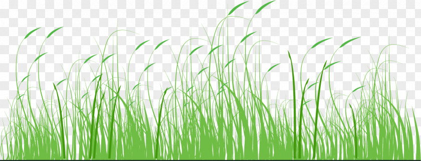 Cartoon Green Grass Fathers Day Sales Promotion Festival Parent PNG