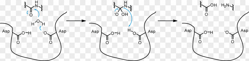 Enzyme Aspartic Protease Acid Proteolysis Active Site PNG