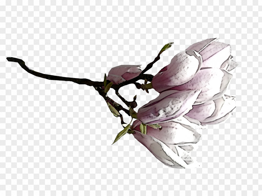 Flower Plant Petal Magnolia Family PNG