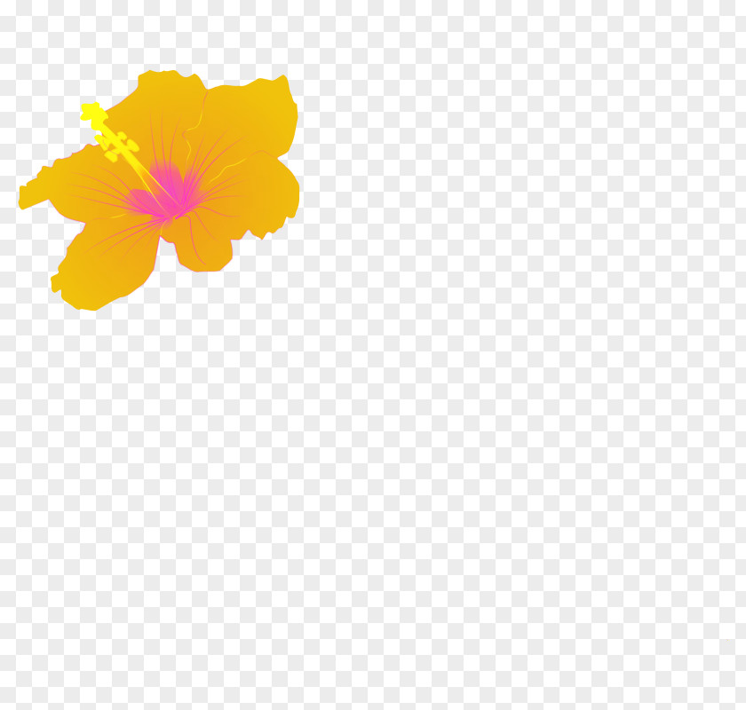 Picture Of Hibiscus Flower Petal Yellow Pattern PNG
