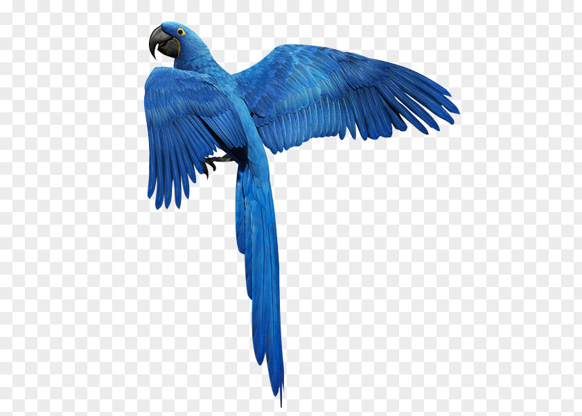 Blue Feather Floating Bird Download Parrot Golden Parakeet PNG