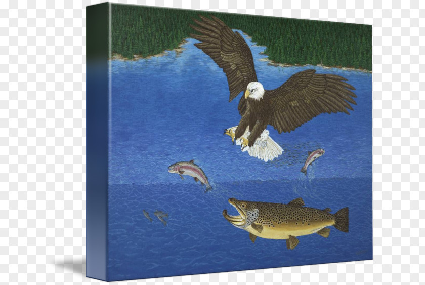 Eagle Beak Rainbow Trout PNG