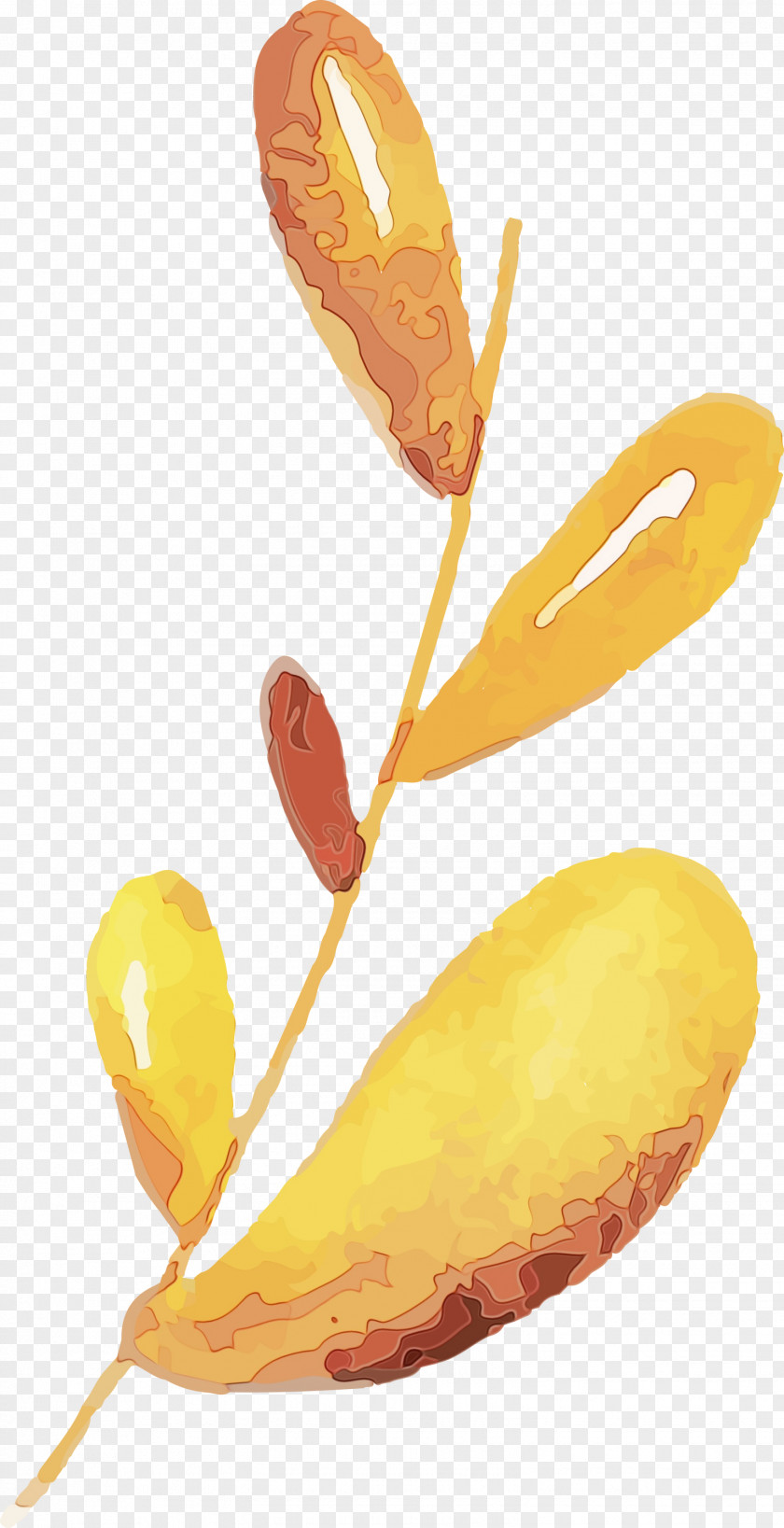 Fruit PNG