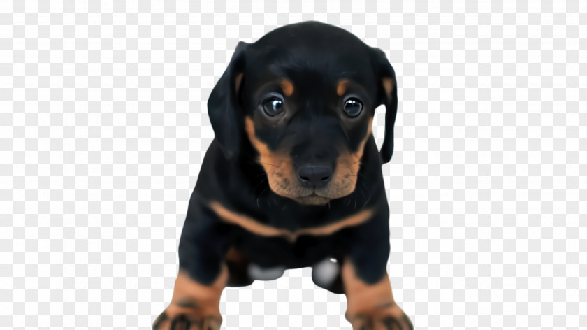 Hunting Dog Guard Cute PNG