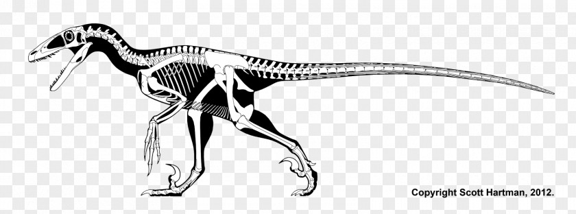 Skeleton Deinonychus Velociraptor Cryolophosaurus Dinosaur Renaissance Parksosaurus PNG