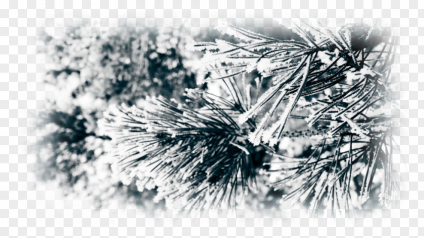 Snow Pine High-definition Television Desktop Wallpaper 1080p PNG