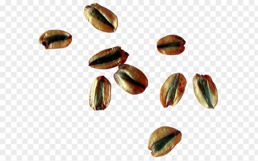 Tree Nut Food Pistachio Ingredient PNG