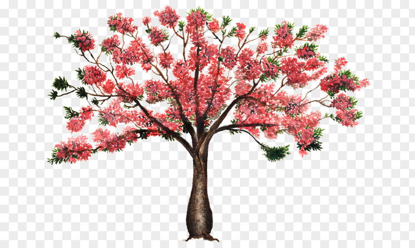 Arboles Silk Floss Tree Flower Blossom Plant PNG