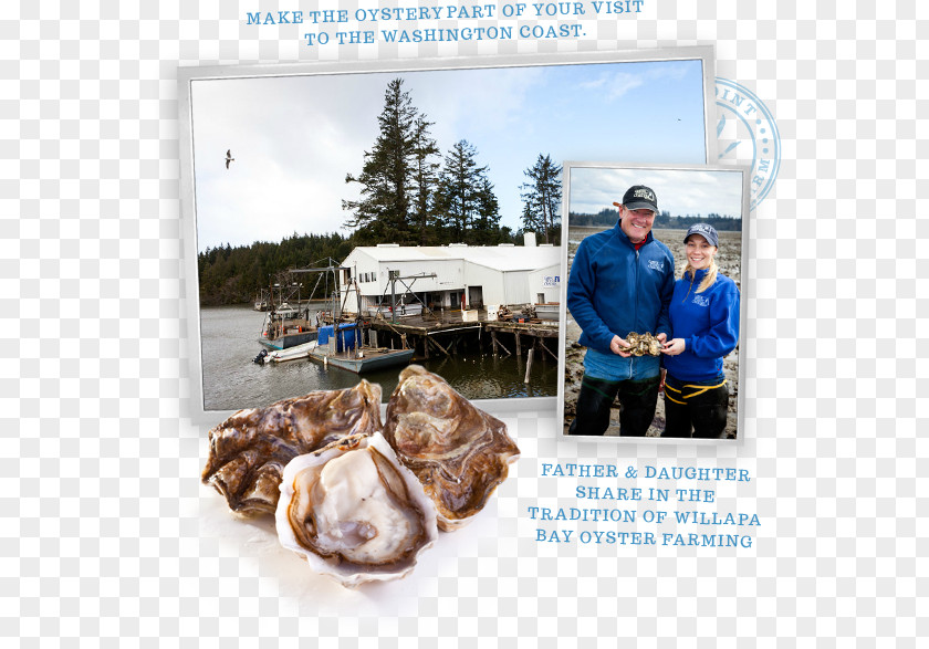 Delicious Goose Point Oysters (Nisbet Oyster Co., Inc.) Willapa Bay Seafood Shellfish PNG