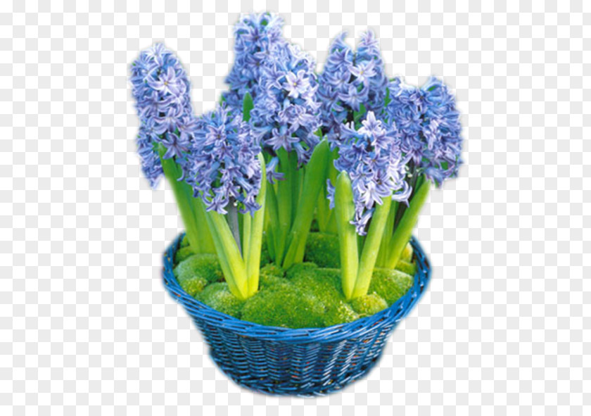 Flower Cut Flowers Internet English Lavender PNG