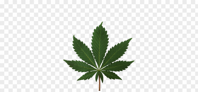 Hemp Medical Cannabis Legalization Smoking Legality Of PNG