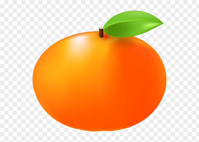 Japanese Persimmon Tangerine Illustration Fruit Mandarin Orange PNG