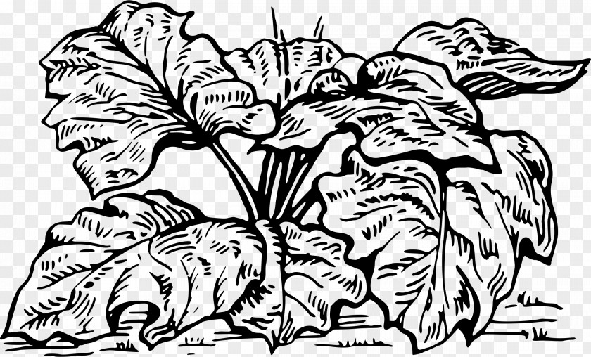 Rhizome Garden Rhubarb Coloring Book Drawing Gin PNG