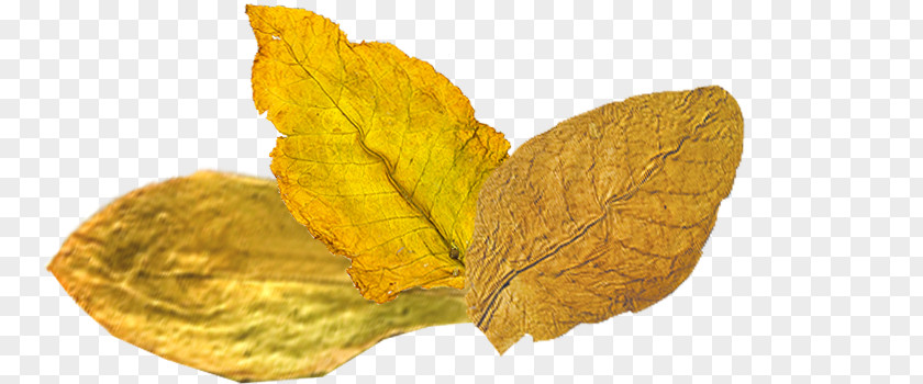 Tobacco Leaves Look Deep Into Nature, And Then You Will Understand Everything Better. .com Leaf PNG