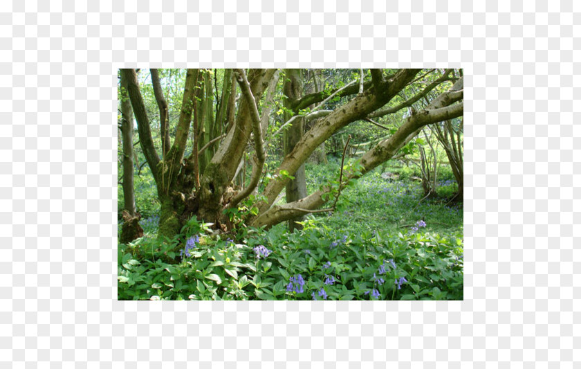 Wellington Monument Somerset Flora Vegetation Ecosystem Trunk Shrub PNG