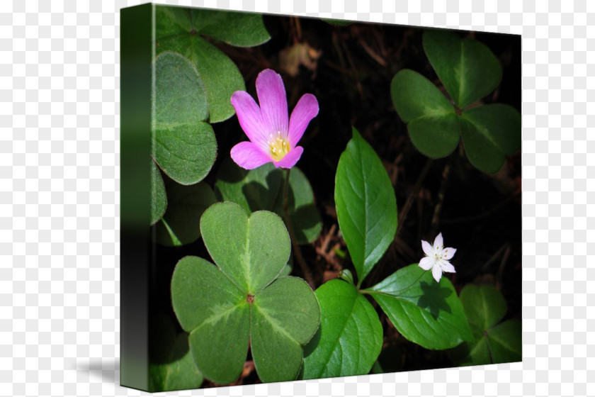 Leaf Petal Flowering Plant PNG