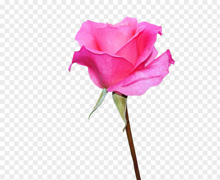 Pink Logo Rose Garden Roses Stock Photography Image Desktop Wallpaper PNG