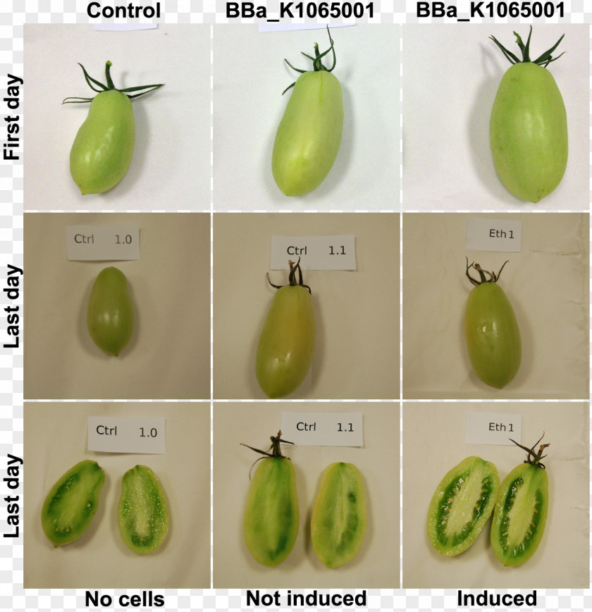 Ripening Fruit Ethylene Vegetable PNG