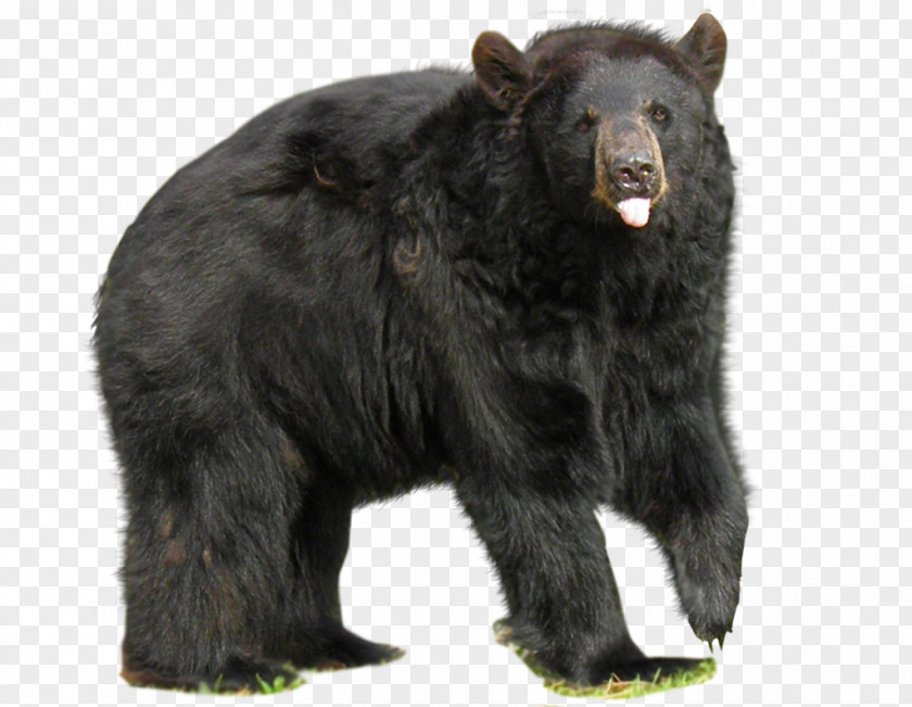 Black Big Bear American No Bears PNG
