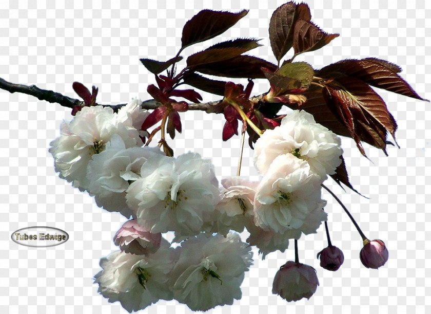 Branches ST.AU.150 MIN.V.UNC.NR AD Website Flower Cherry Blossom Web Hosting Service PNG