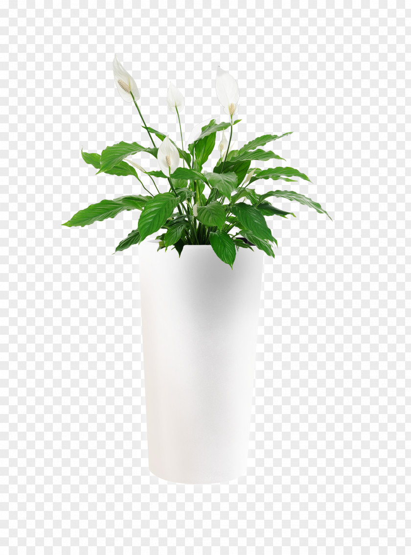 Flower Pot Houseplant Spathiphyllum Wallisii Indoor Air Quality PNG