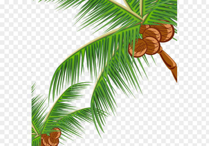 Tree Coconut Fast Food Pine Leaf Illustration PNG