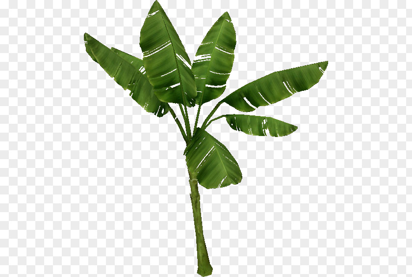 Banana Leaves Zoo Tycoon 2 Tree Wiki Plant Temperate Forest PNG