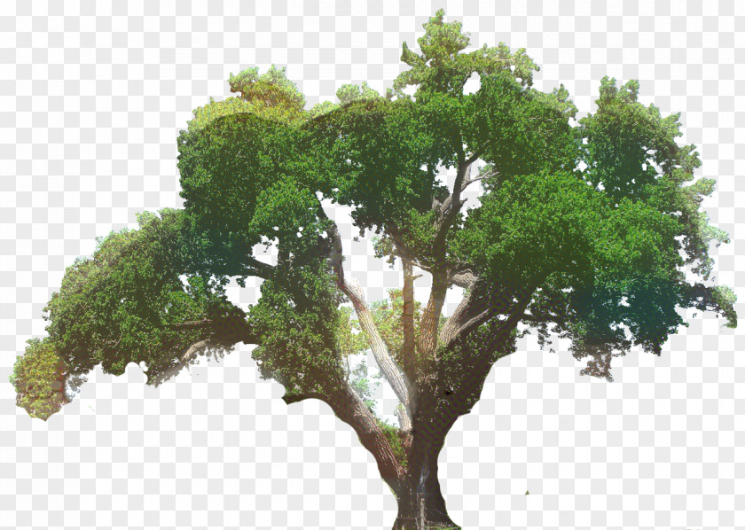 Clip Art Southern Live Oak Tree Transparency PNG