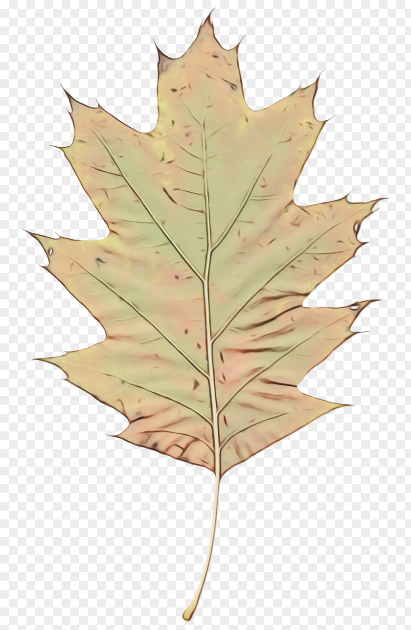 Deciduous Planetree Family Maple Leaf PNG