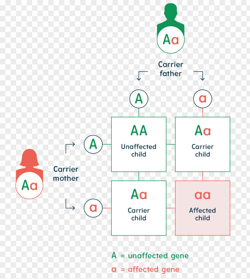 Diagram Tree Logo Brand Organization PNG