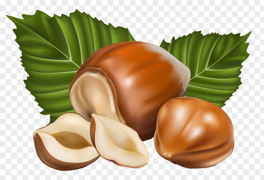 Hazelnut Clipart Picture Chocolate Flavor Nucule Pastry PNG