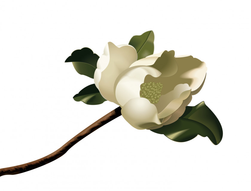 Magnolia Cliparts The Wedding Woods Drawing Clip Art PNG