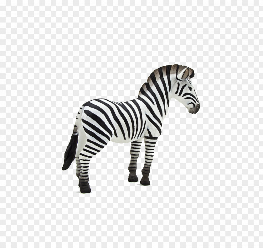 Mane Blackandwhite Zebra Cartoon PNG