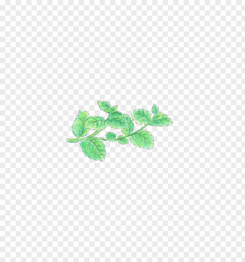 Mint Green Leaf Pattern PNG