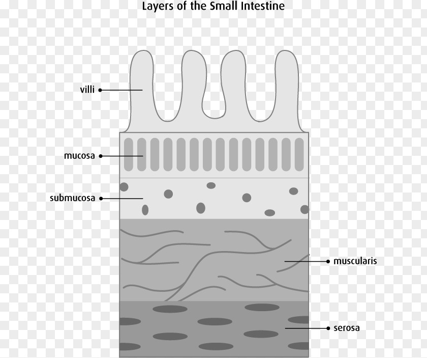 Small Intestine Muscular Layer Large Mucous Membrane Gastrointestinal Tract PNG