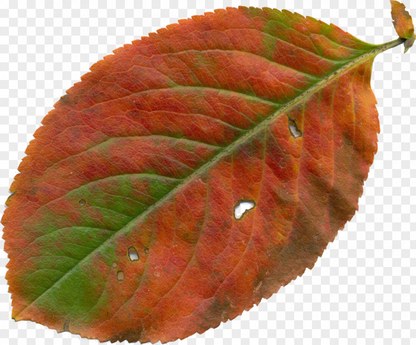 Autumn Leaves Leaf YouTube Clip Art PNG