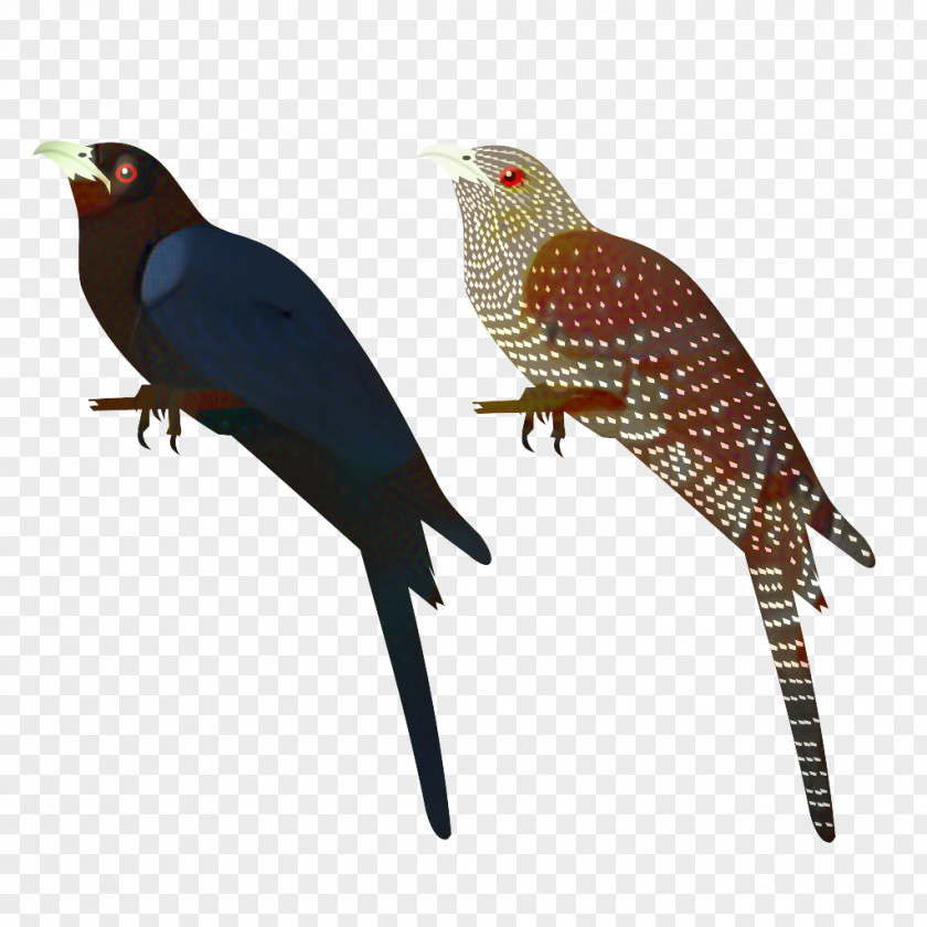 Cuckoo Falconiformes Bird PNG