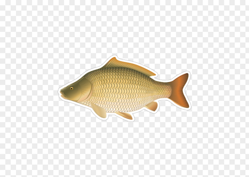 Fish Products Cyprinidae Fishing Cartoon PNG