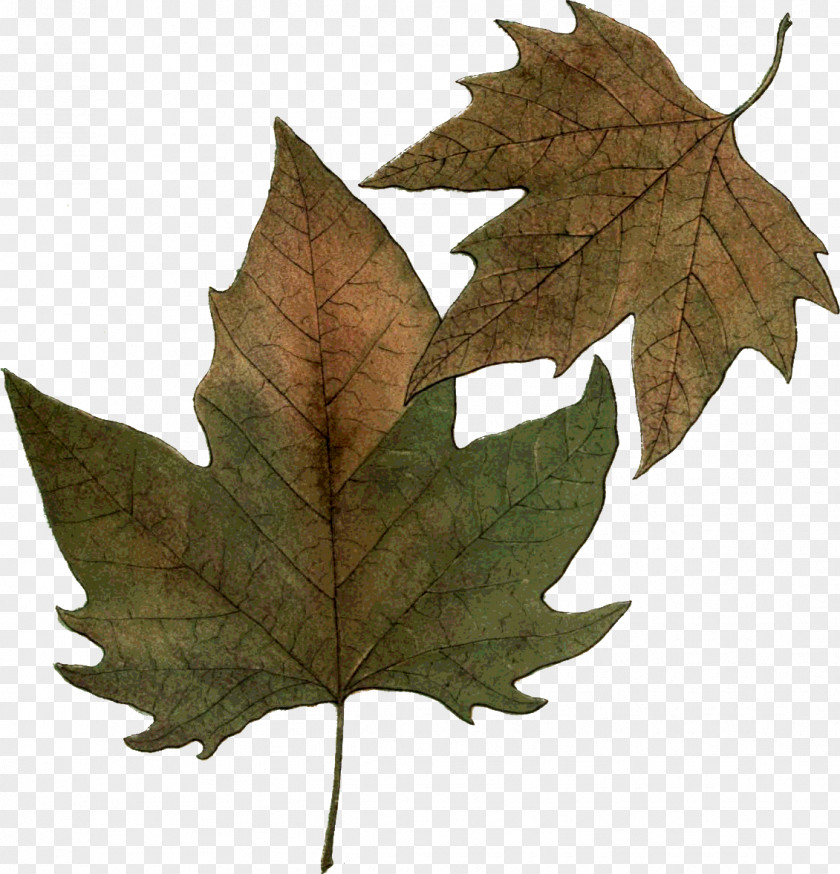 Leaf Maple Carving Art PNG