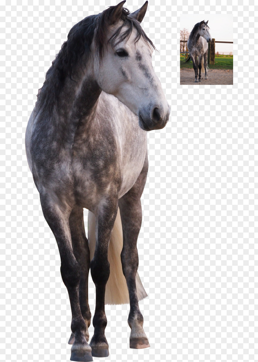 Mustang Stallion Andalusian Horse Mare Colt PNG