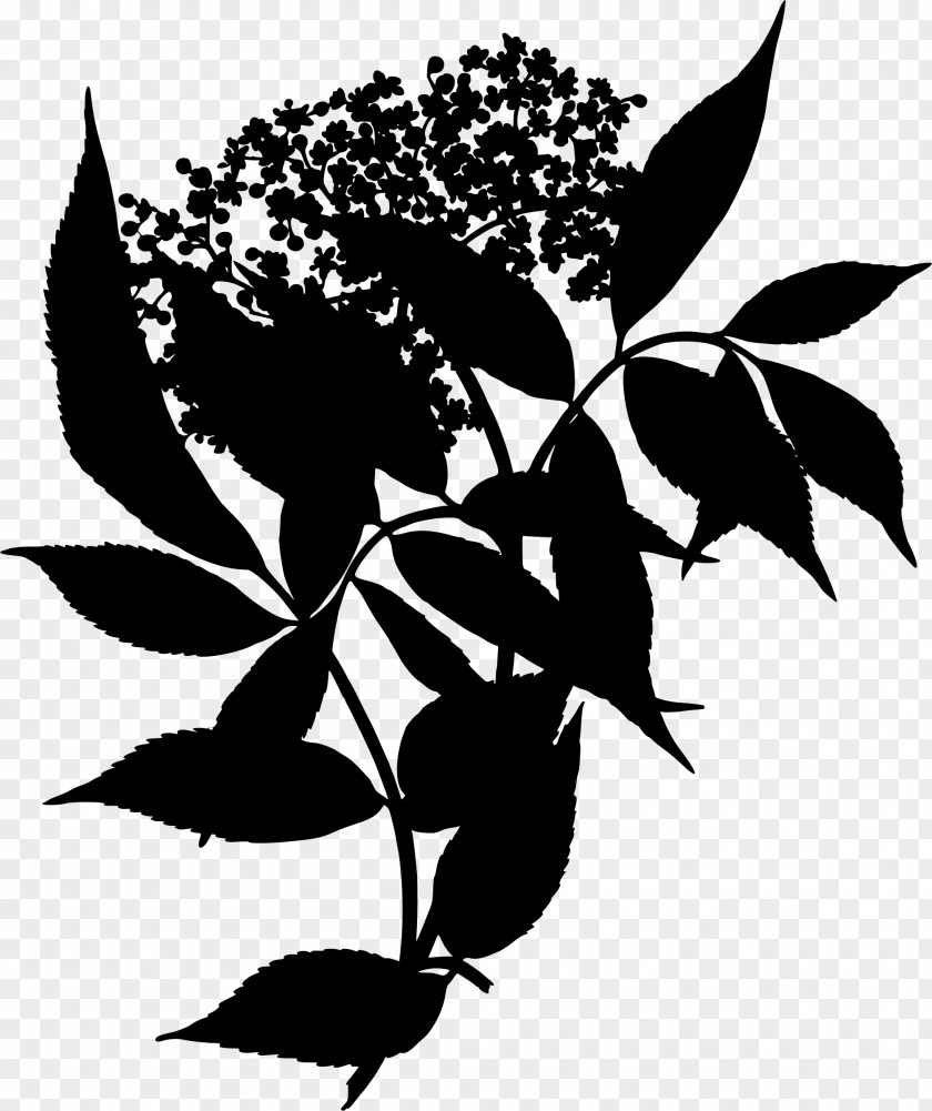 Plant Elderflower Cordial Sambucus Canadensis Medicinal Plants PNG