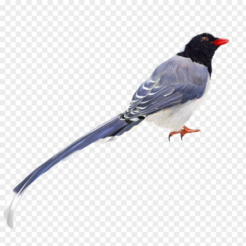 Redbilled Streamertail Eurasian Magpie Domestic Pigeon English Old German Tumbler Fancy PNG