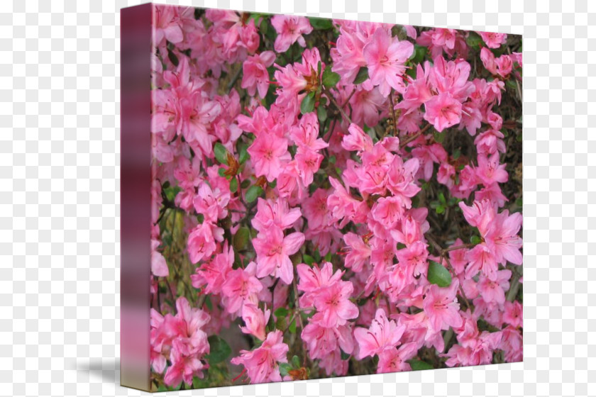 Rhododendron Azalea Imagekind Art Poster PNG