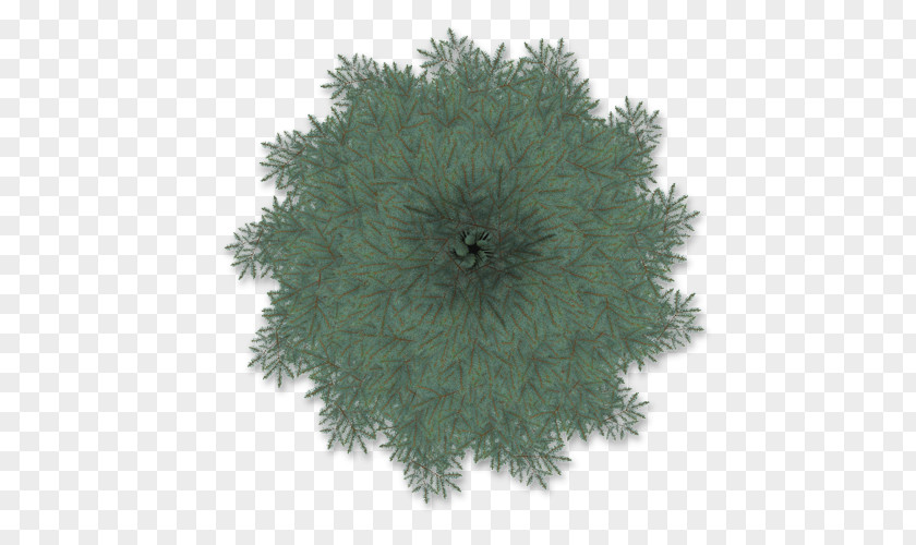 Tree Blue Spruce Cupressus Plant Baobab PNG