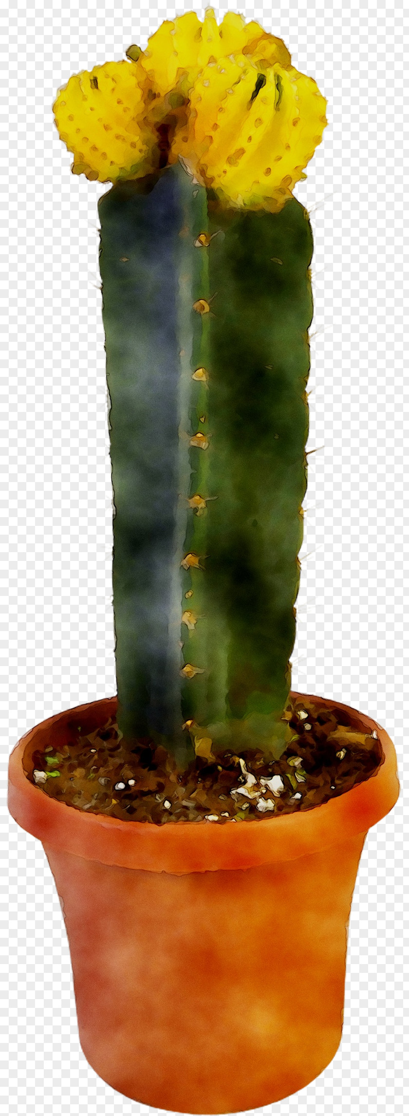 Eastern Prickly Pear Triangle Cactus Echinocereus Plant Stem PNG