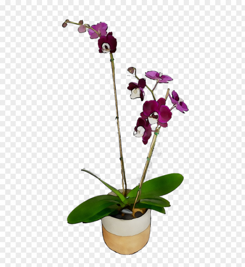 Moth Orchids Cut Flowers Cattleya Plant Stem PNG