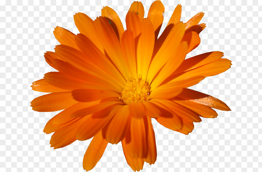Orange Romantic Flowers Clip Art Image Adobe Photoshop Psd PNG