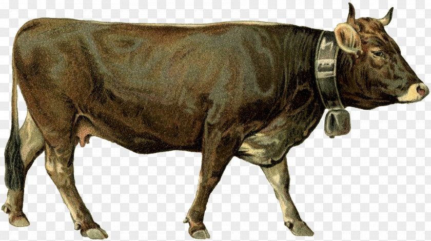 Bull Dairy Cattle Ox PNG